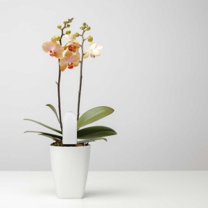 Flower Care Smart Monitor num jarro de orquídeas
