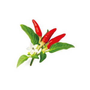Malagueta vermelha Click and Grow