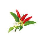 Malagueta vermelha Click and Grow