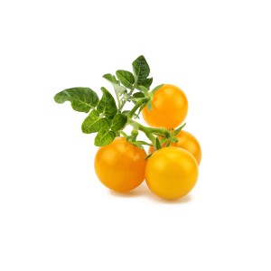 Tomate amarelo Click and Grow
