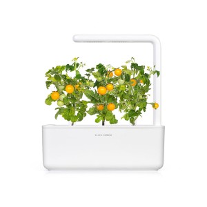 Tomate Mini amarelo num smart garden