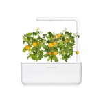 Tomate Mini amarelo num smart garden
