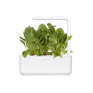 Acelga Verde num smart garden