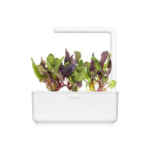 Acelga Multicolor num smart garden