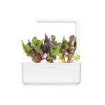 Acelga Multicolor num smart garden