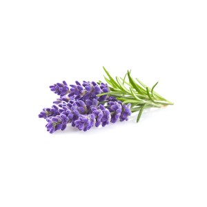 Lavanda Click and Grow